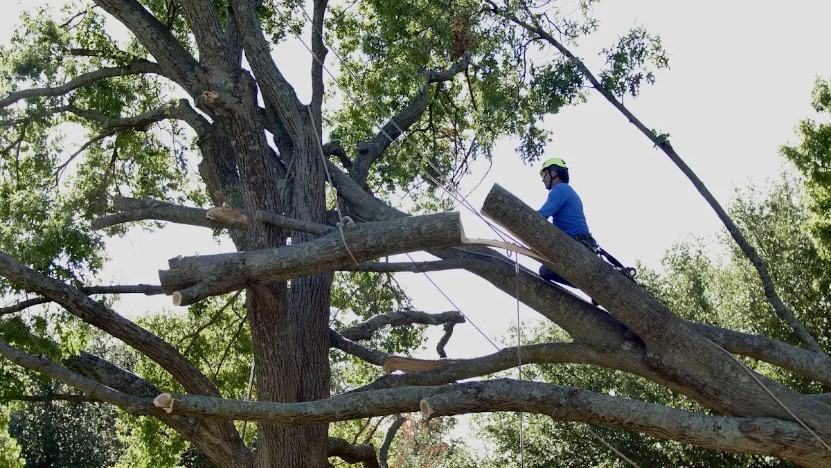 Professional Crown Thinning performed by certified arborists in Wiota